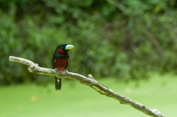 Black-and-red Broadbill