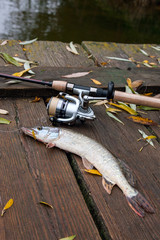 Freshwater pike and fishing equipment lies on wooden background with yellow leaves..