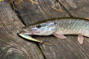 Obraz premium Close up view of big freshwater pike with fishing bait in mouth lies on vintage wooden background..