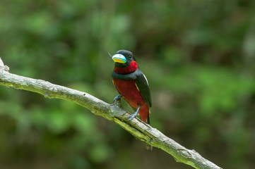 Black-and-red Broadbill