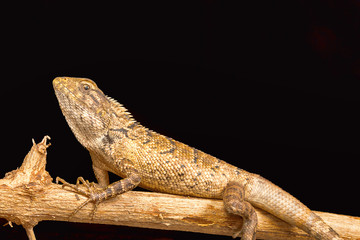 Garden lizard, Calotes versicolor, Chitrakoot, Chhattisharg