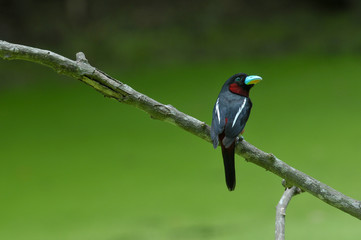 Black-and-red Broadbill