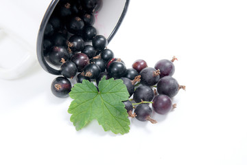 White cup with black currant berry in it and small bunch of black currant with green leaf isolated on white..