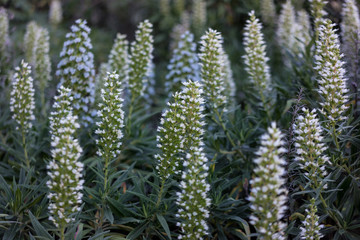 Gran Canaria, Spain. March 04, 2017. Tajinaste flower (Echium decaisnei) endemic of Gran Canaria island.