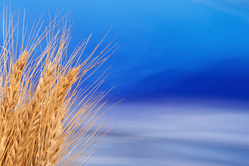 Sheaf of Barley with the Blue Sky