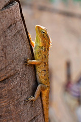 Garden lizard, Calotes versicolor, Chitrakoot, Chhattisharg