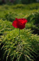 Obraz premium Rose among prickles