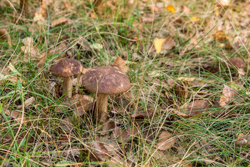 Close up view of two brown cap boletus growing in forest.