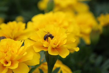 Abelhas Jardim Botânico