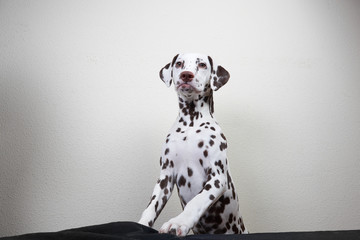 Dalmatian dog leans on table on white wall background. young cute dog.