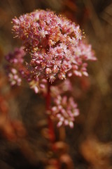 Sedum telephium L. (Sedum purpureum (L.) Schult.) очиток пурпурный, заячья капуста, седум