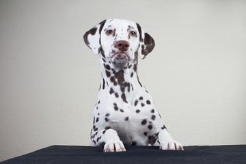 the Dalmatian dog rests his paws on the table a little. young cute dog. looking away