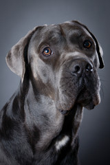 Studio portrait of beautiful Cane Corso