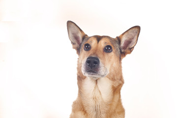 Naklejka na ściany i meble dog sheepdog female, portrait on white background