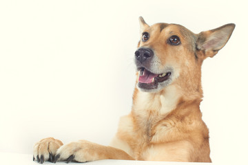 cheerful shepherd dog with paw on a white table on a white background.