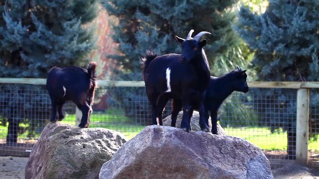 Goats Mammal Animal