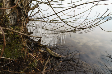 Branch trees in the ice. Icy rain.