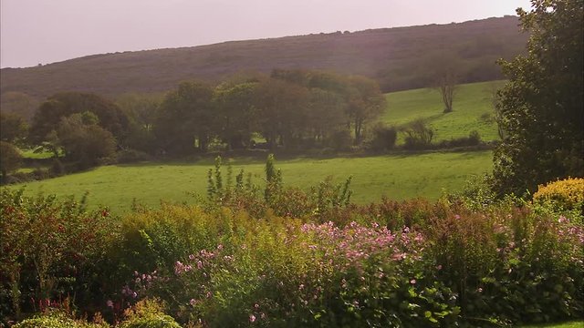 A scenic shot of flowers being blow away by the wind. A scenic greenfield covers the surrounding.
