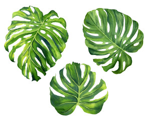 Realistic tropical botanical foliage plants. Set of tropical leaves: green palm neanta, monstera. Hand painted watercolor illustration isolated on white.