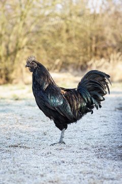 An uncommon and relatively modern breed of chicken from Indonesia - Ayam Cemani.