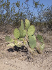 Cactus
