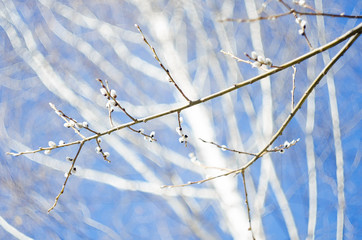 The long-awaited spring has come, the beautiful violet willow has blossomed, the sun shines and pleases everyone with its beams. Birch is seen In the background photos