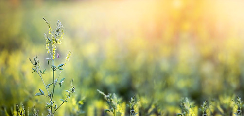 Spring, springtime concept - web banner with blank, copy space