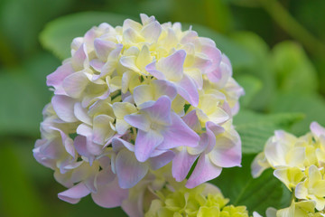 hydrangea in Japan May