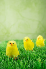 Ostern, drei Küken in einer Reihe hintereinander im grünen Gras, grüner Hintergrund, Textfreiraum