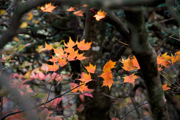 autumn leaves in the dark forest