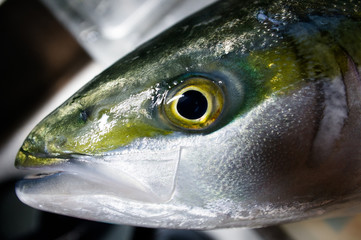fish close-up