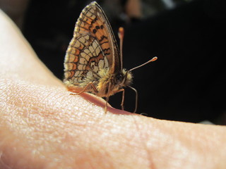 Falter Schmetterling bunt lebend