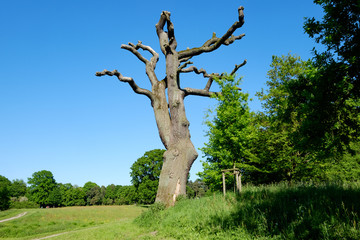 Kahler Baum in einem Park
