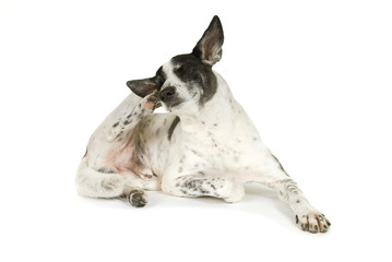 Schwarzweißer Mischlingshund kratzt sich isoliert auf weißem Grund