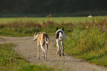 Zwei Hunde von hinten