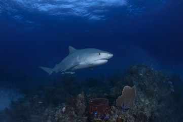 Close up Shot of Tiger Shark Swimming Gracefully in Clear Waters of Bahamas
