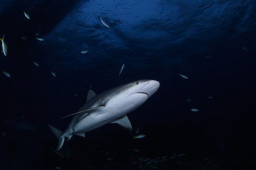 Close up Shot of Caribbean Reef Shark Swimming in Clear Waters of Bahamas