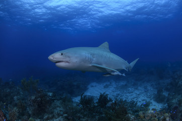 Fototapeta na wymiar Close up Shot of Tiger Shark Swimming Gracefully in Clear Waters of Bahamas