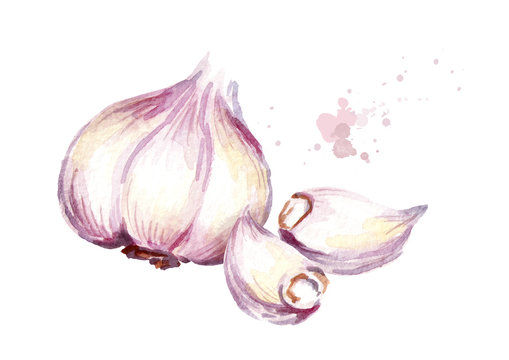 Garlic. Watercolor hand drawn illustration, isolated on white background