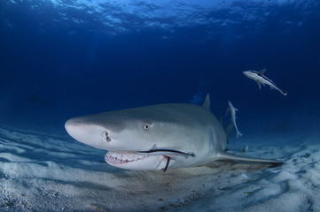 Fototapeta premium Close-up Shot of Lemon Shark Swimming in Clear Waters of Bahamas