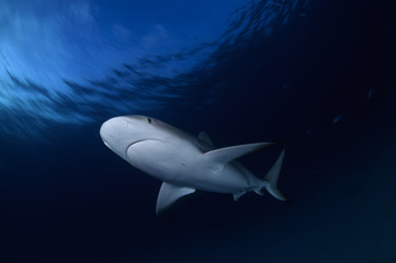 Close up Shot of Caribbean Reef Shark Swimming in Clear Waters of Bahamas