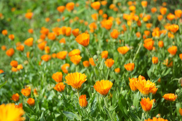 Calendula officinalis or Pot Marigold, Common Marigold, Scotch Marigold, Ruddles, Pot Marigold.