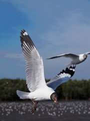 Seagulls in mangrove forest reserve bangpoo Thailand 