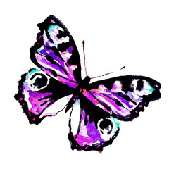 beautiful pink butterfly,watercolor,isolated on a white