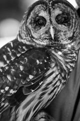 Black and white owl looking at you