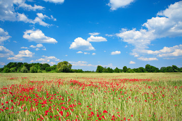 Fototapeta na wymiar Sommerlandschaft, Gerstenfeld voller Mohnblumen, blauer Himmel mit Wolken, ökologische Landwirtschaft