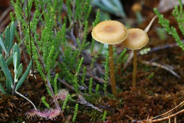 Sphagnum bog mushroom, Galerina sp