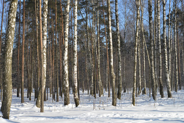 Birch trees in snow-covered winter