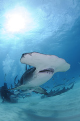 Naklejka premium Close up Face Shot of Great Hammerhead Shark Swimming in Clear Waters of Bahamas