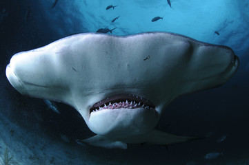 Close up Face Shot of Great Hammerhead Shark Swimming in Clear Waters of Bahamas